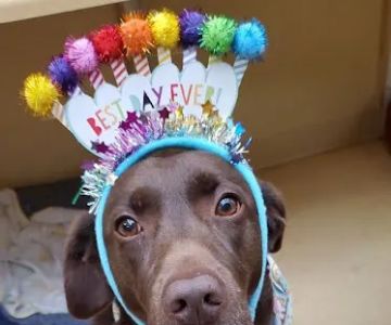 Cherokee Trail Veterinary Hospital