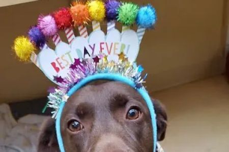 Cherokee Trail Veterinary Hospital