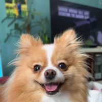 Millcreek Animal Hospital ico