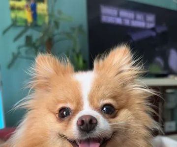 Millcreek Animal Hospital