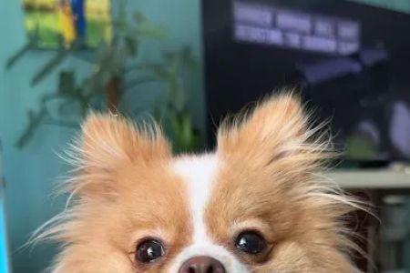 Millcreek Animal Hospital