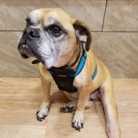 Lexington Animal Clinic ico