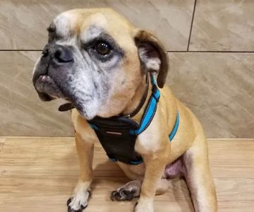 Lexington Animal Clinic
