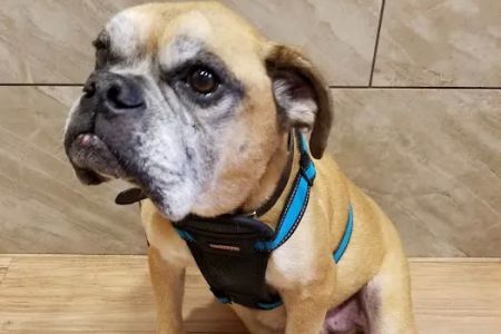 Lexington Animal Clinic