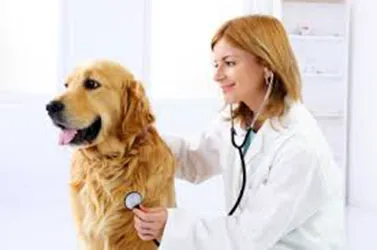 White Knoll Veterinary Hospital & Pet Resort LLC 6
