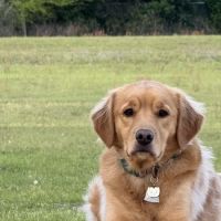 Sc Veterinary Internal Mdcine ico
