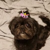 Banfield Pet Hospital ico
