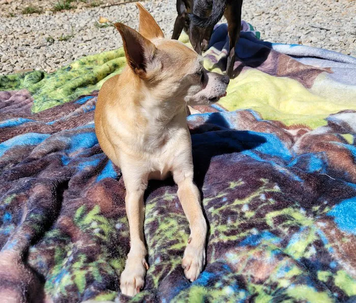 Friendly Faces Mobile Animal Services 12