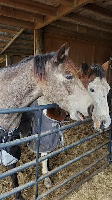 Friendly Faces Mobile Animal Services 12