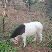 Friendly Faces Mobile Animal Services ico