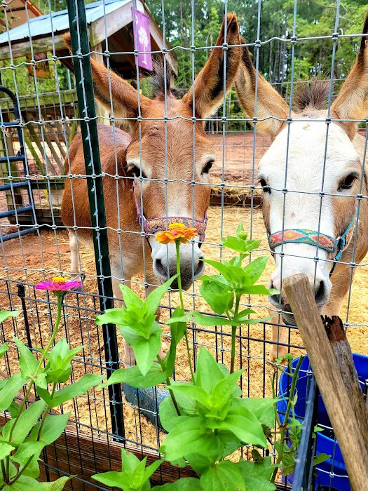 Friendly Faces Mobile Animal Services 12