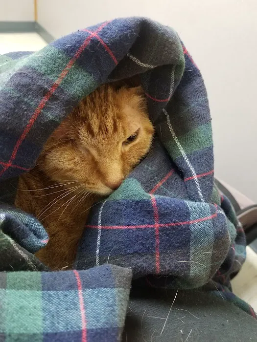 Acadiana West Animal Clinic 12