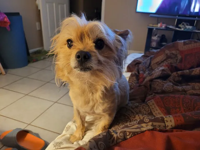 CHALMETTE PET WELLNESS 12