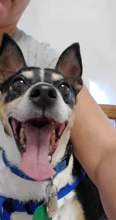 CHALMETTE PET WELLNESS 12