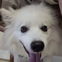 CHALMETTE PET WELLNESS ico