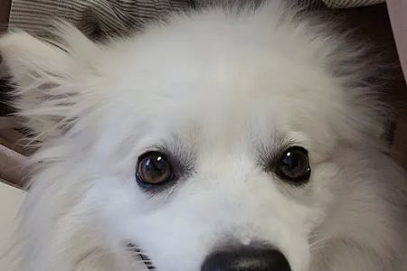 CHALMETTE PET WELLNESS