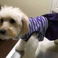 Pet Care Center Chalmette ico