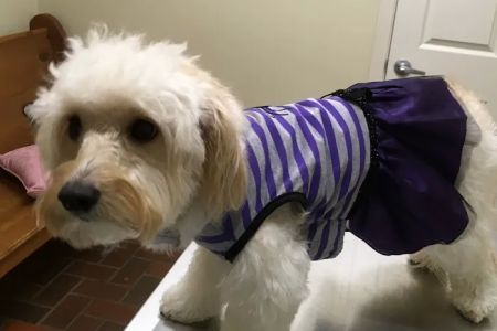 Pet Care Center Chalmette