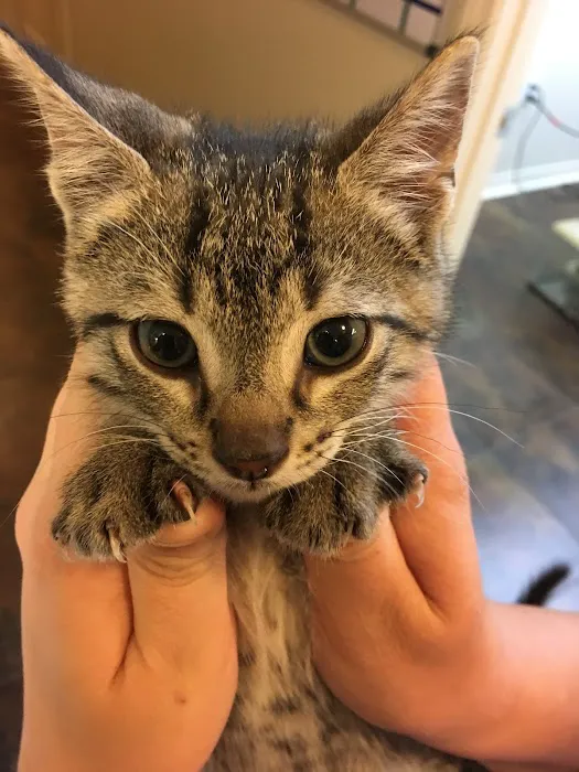Pet Care Center Chalmette 6