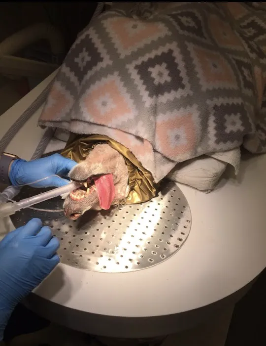 Gulf South Veterinary Dental Specialties 12