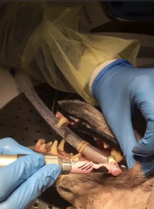 Gulf South Veterinary Dental Specialties 12