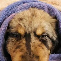 Gulf South Veterinary Dental Specialties ico