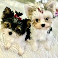 Maple Small Animal Clinic ico