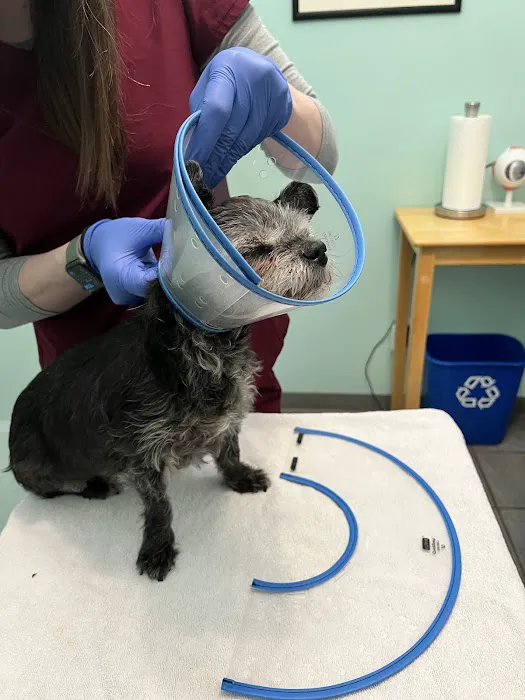 Eye Center For Animals Inc 5