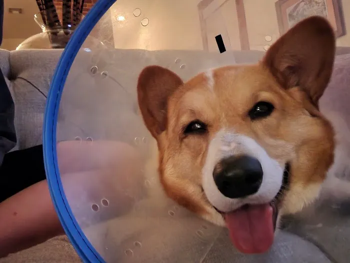 Eye Center For Animals Inc 3