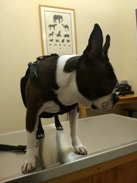 Eye Center For Animals Inc 4