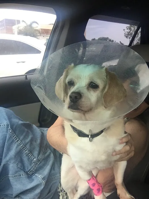 Eye Center For Animals Inc 7