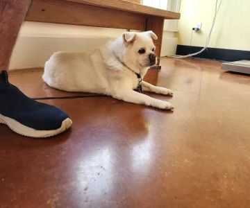 MidCity Veterinary Hospital