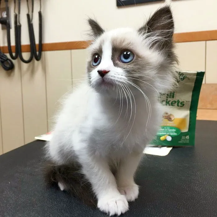 Metairie Small Animal Hospital 8