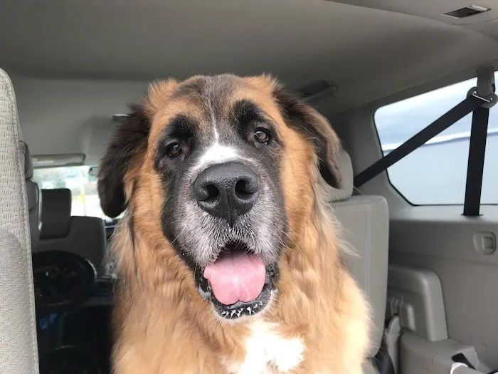 Metairie Small Animal Hospital 10