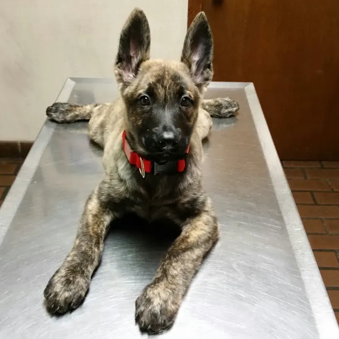 Elysian Fields Animal Clinic 8