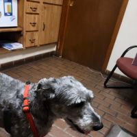 Elysian Fields Animal Clinic ico