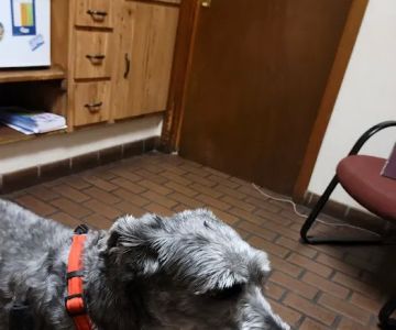 Elysian Fields Animal Clinic