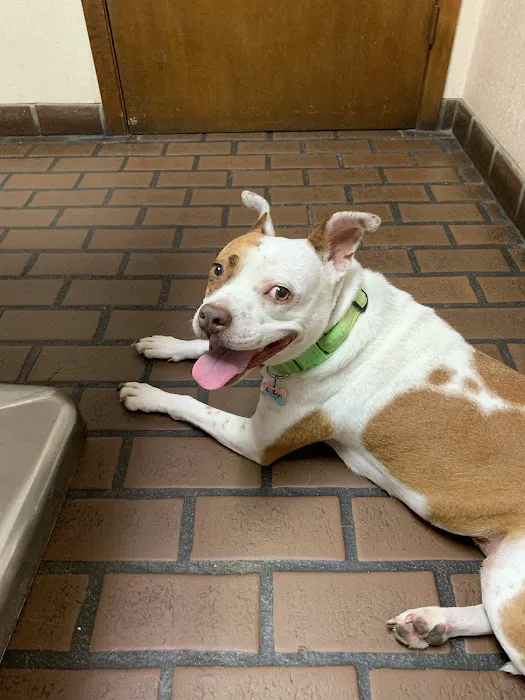 Elysian Fields Animal Clinic 2