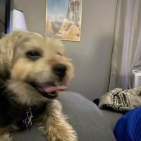 Expressway Animal Hospital ico