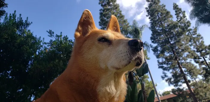 Woodside Animal Hospital 4