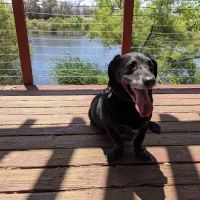 Lakeside Veterinary Hospital ico