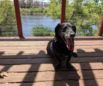 Lakeside Veterinary Hospital