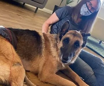 Four Paws Mobile Veterinary Acupuncture