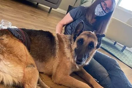 Four Paws Mobile Veterinary Acupuncture