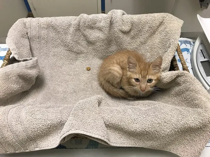 VCA Grossmont Animal Hospital 12
