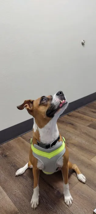 VCA Grossmont Animal Hospital 12
