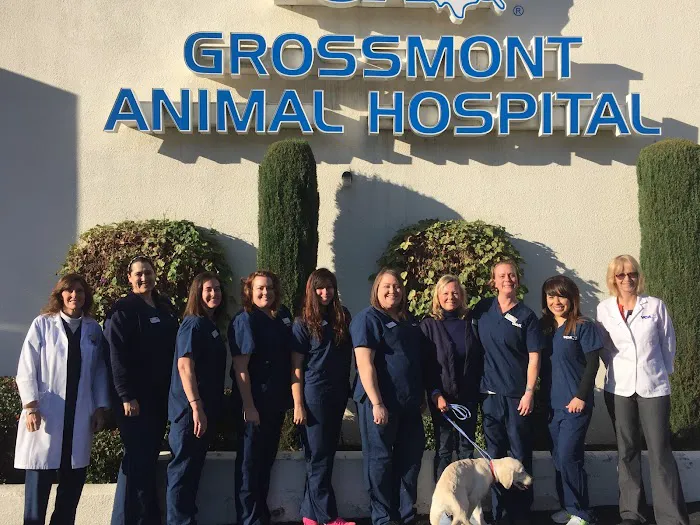 VCA Grossmont Animal Hospital 12