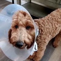 Lake Murray Village Vet Clinic ico