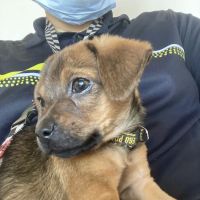 The Pet Hospital of La Mesa ico