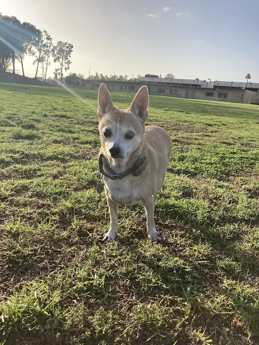 The Pet Hospital of La Mesa 3